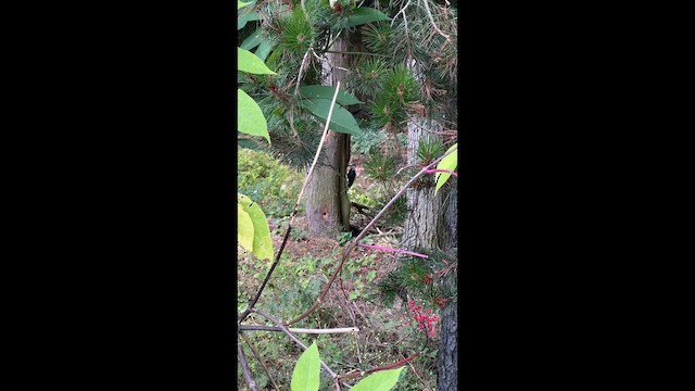 Хохлатая желна - ML648737480