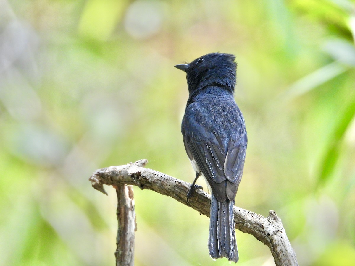 Monarca Plomizo - ML648737488