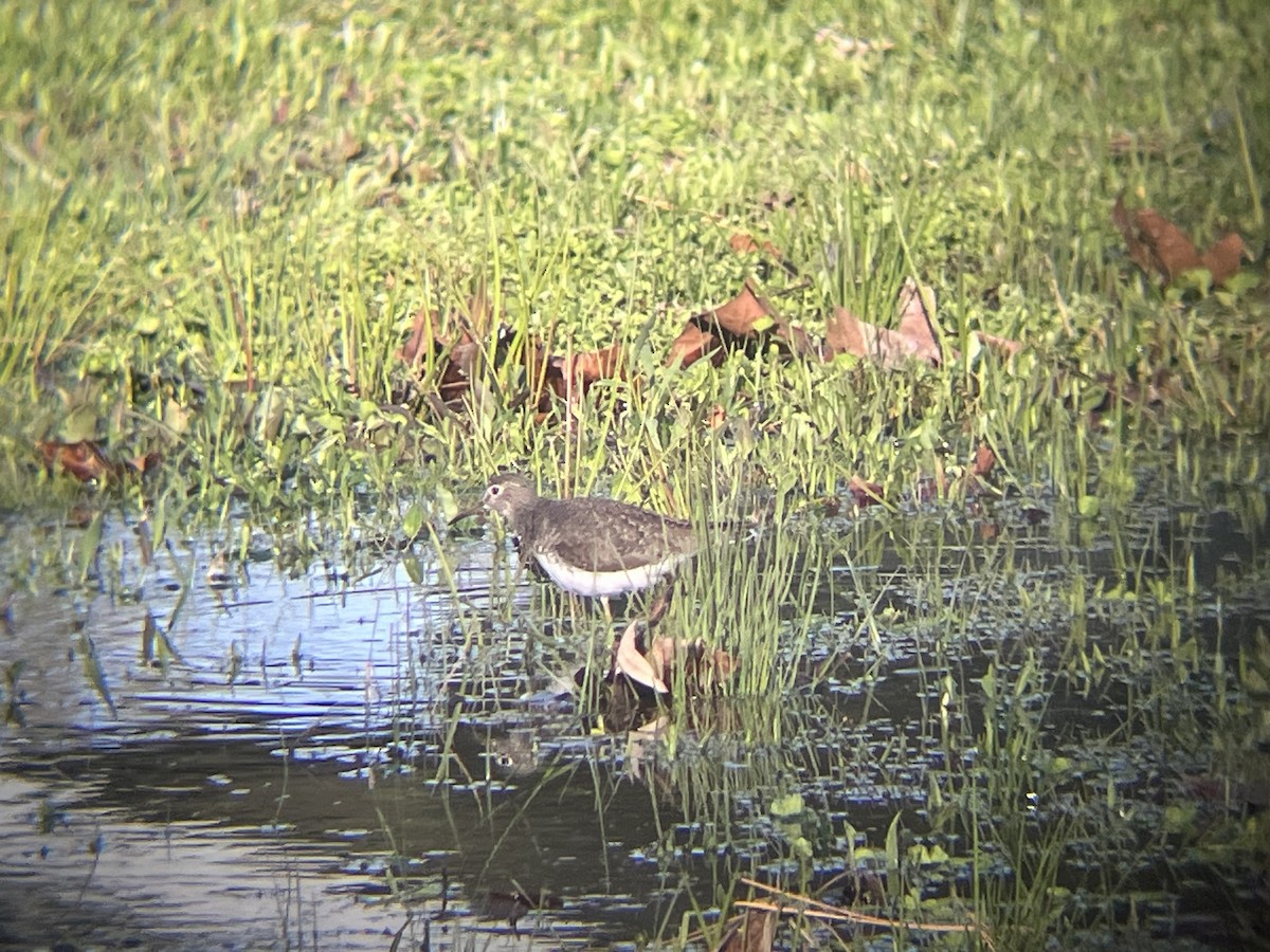 コシグロクサシギ - ML648737751