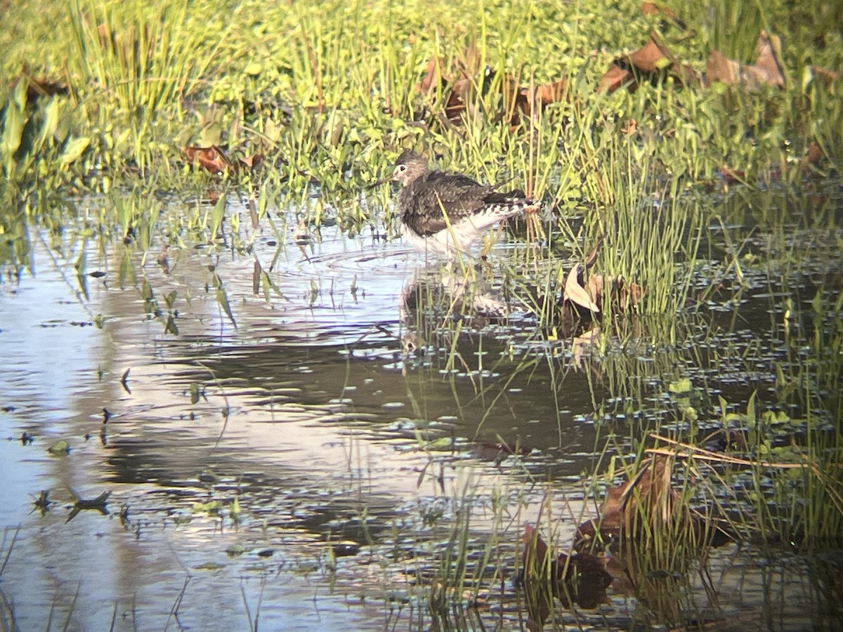 コシグロクサシギ - ML648737752