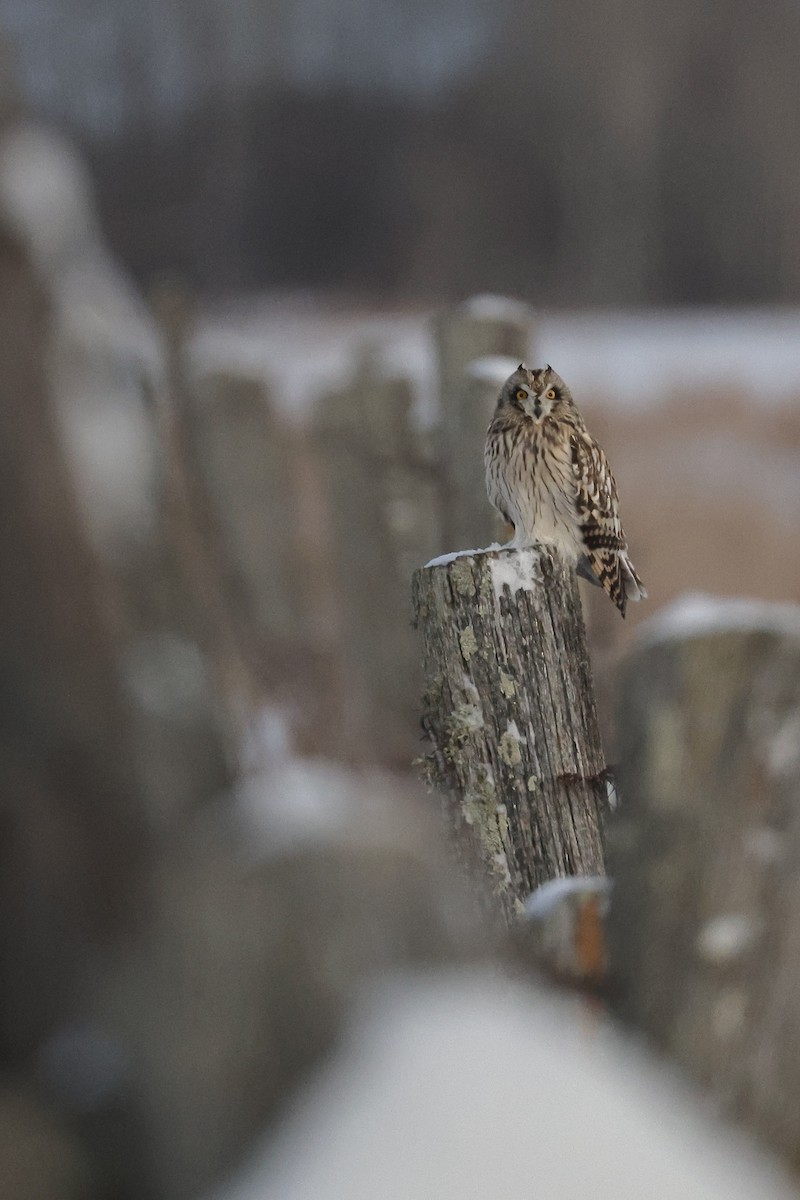Búho Campestre - ML648737810