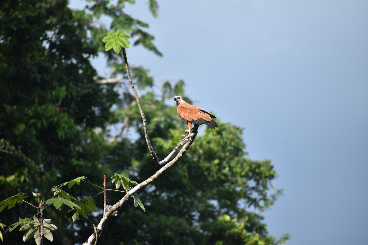 Black-collared Hawk - ML648738218