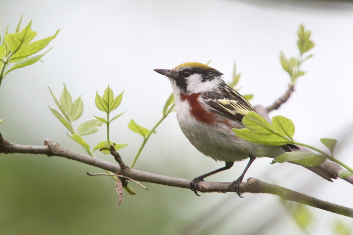 Chestnut-sided Warbler - ML648738259