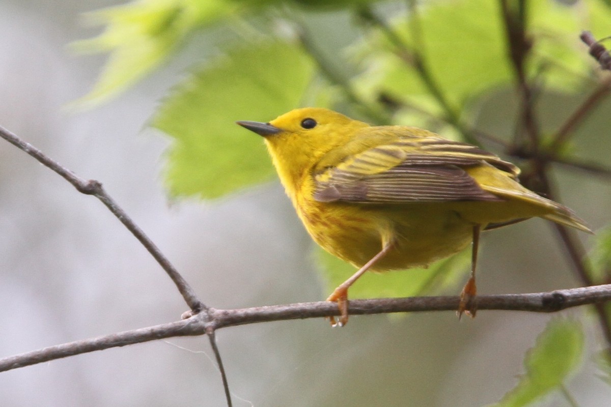 Northern Yellow Warbler - ML648738278