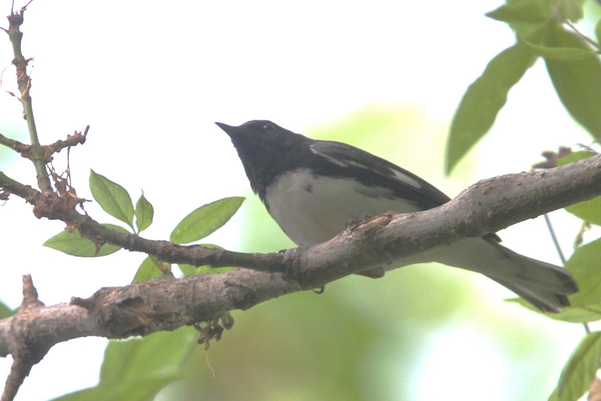 Black-throated Blue Warbler - ML648738286