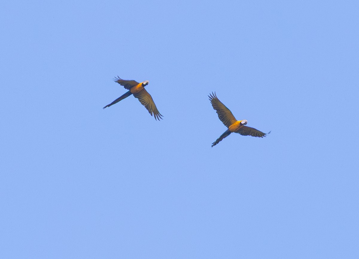 Gelbbrustara - ML648738288