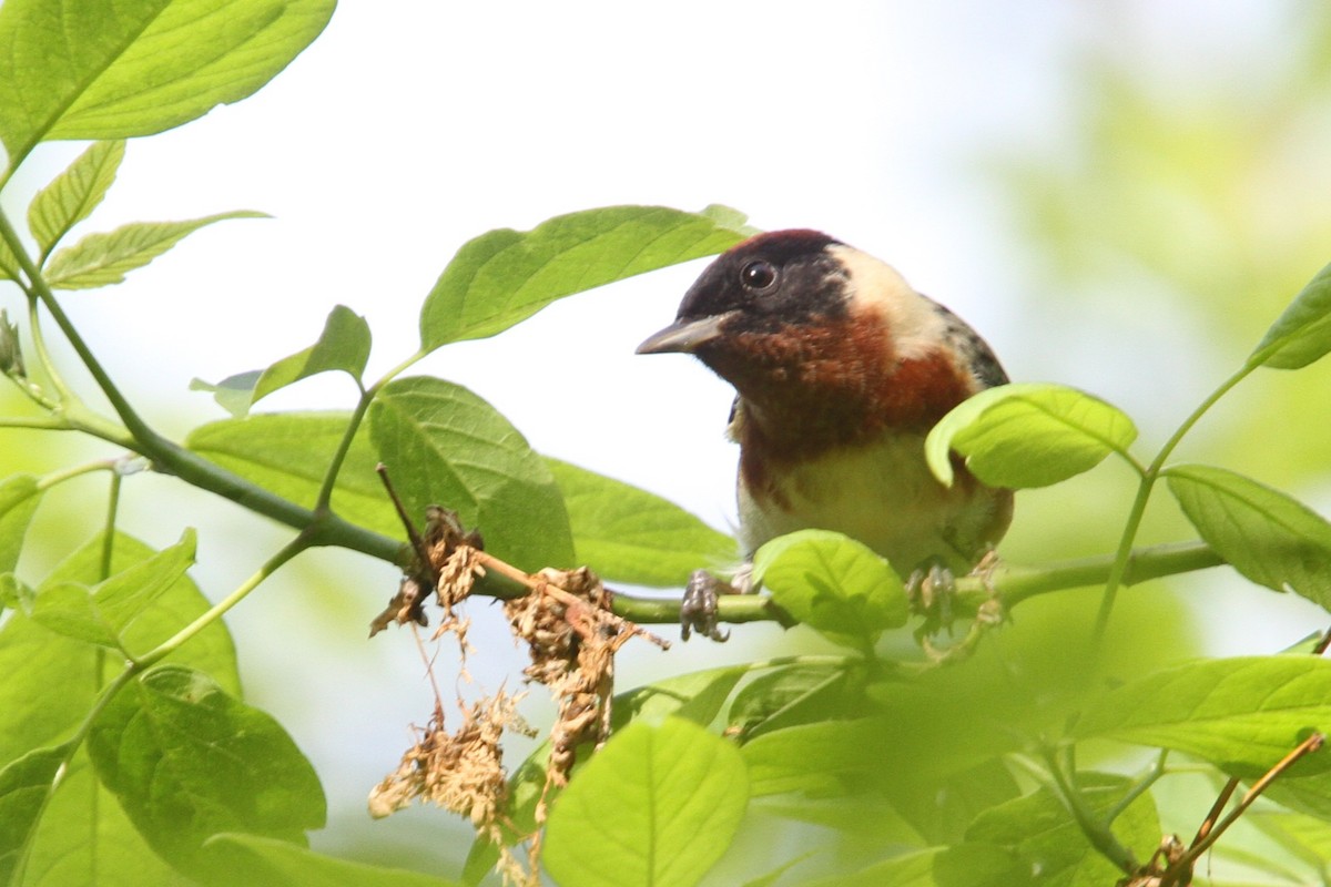 Bay-breasted Warbler - ML648738298