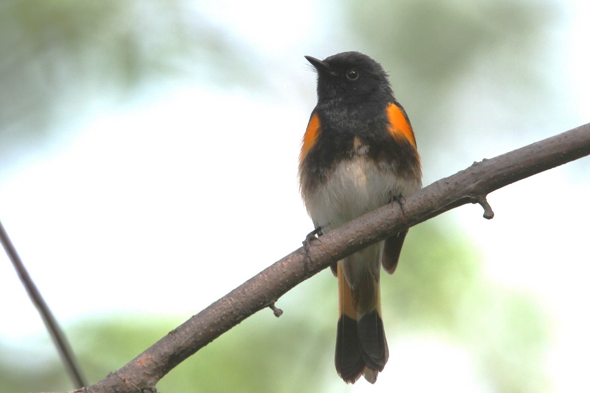 American Redstart - ML648738305