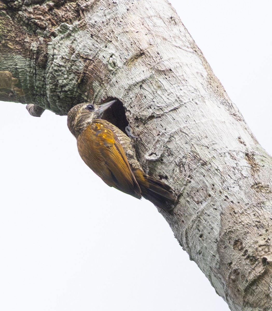 Sperlingsspecht - ML648738307