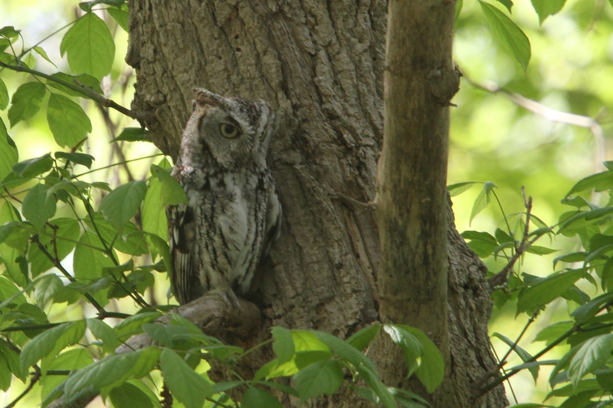 Eastern Screech-Owl - ML648738311