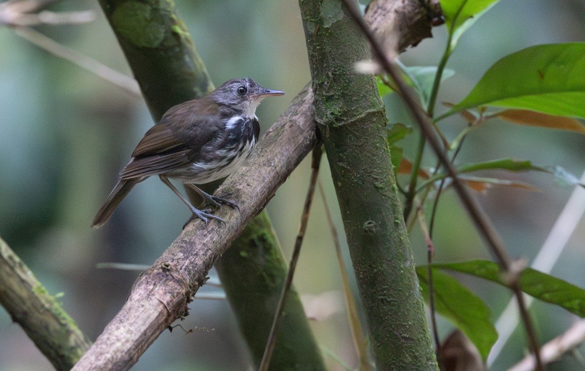 Brustbandtyrann - ML648738312