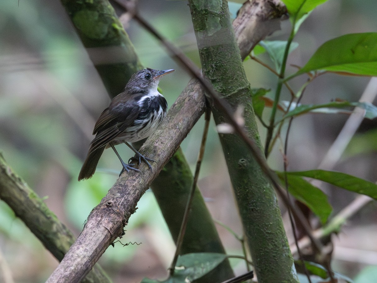 Brustbandtyrann - ML648738313