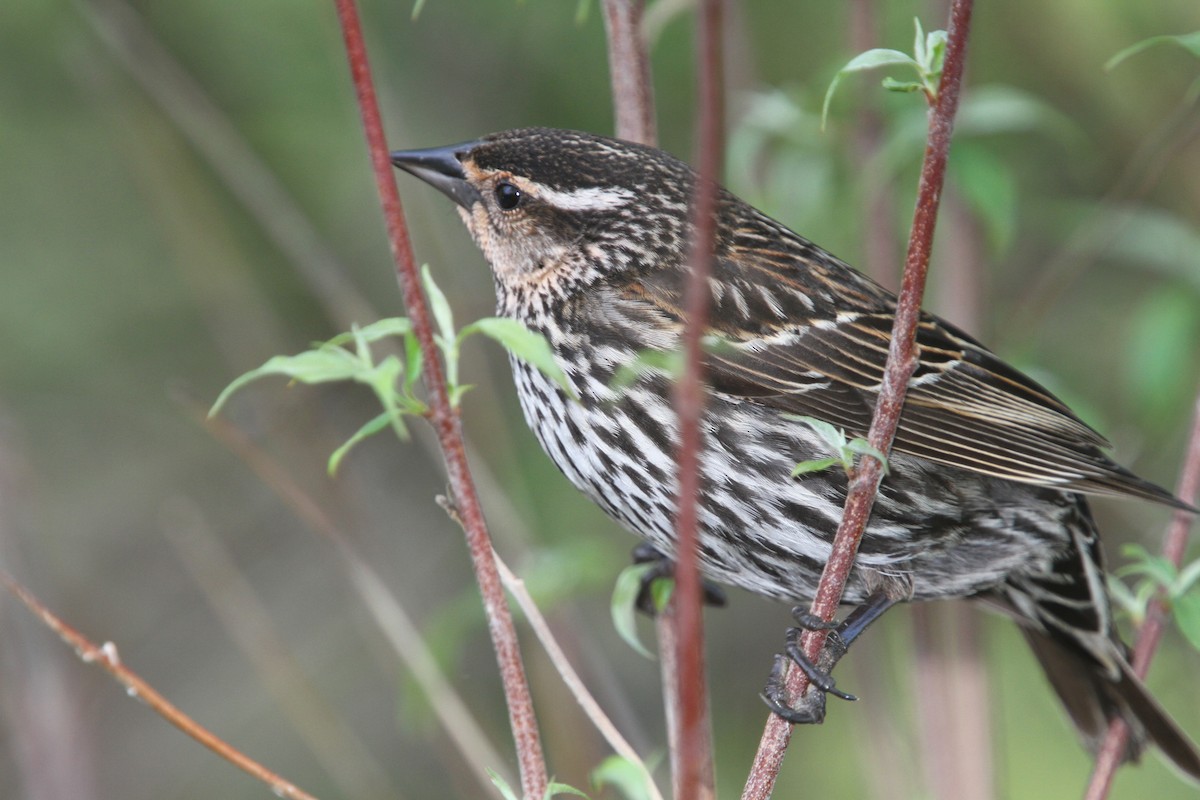 Red-winged Blackbird - ML648738316