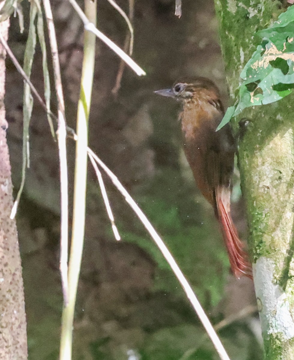 Weißkinn-Baumspäher - ML648738323