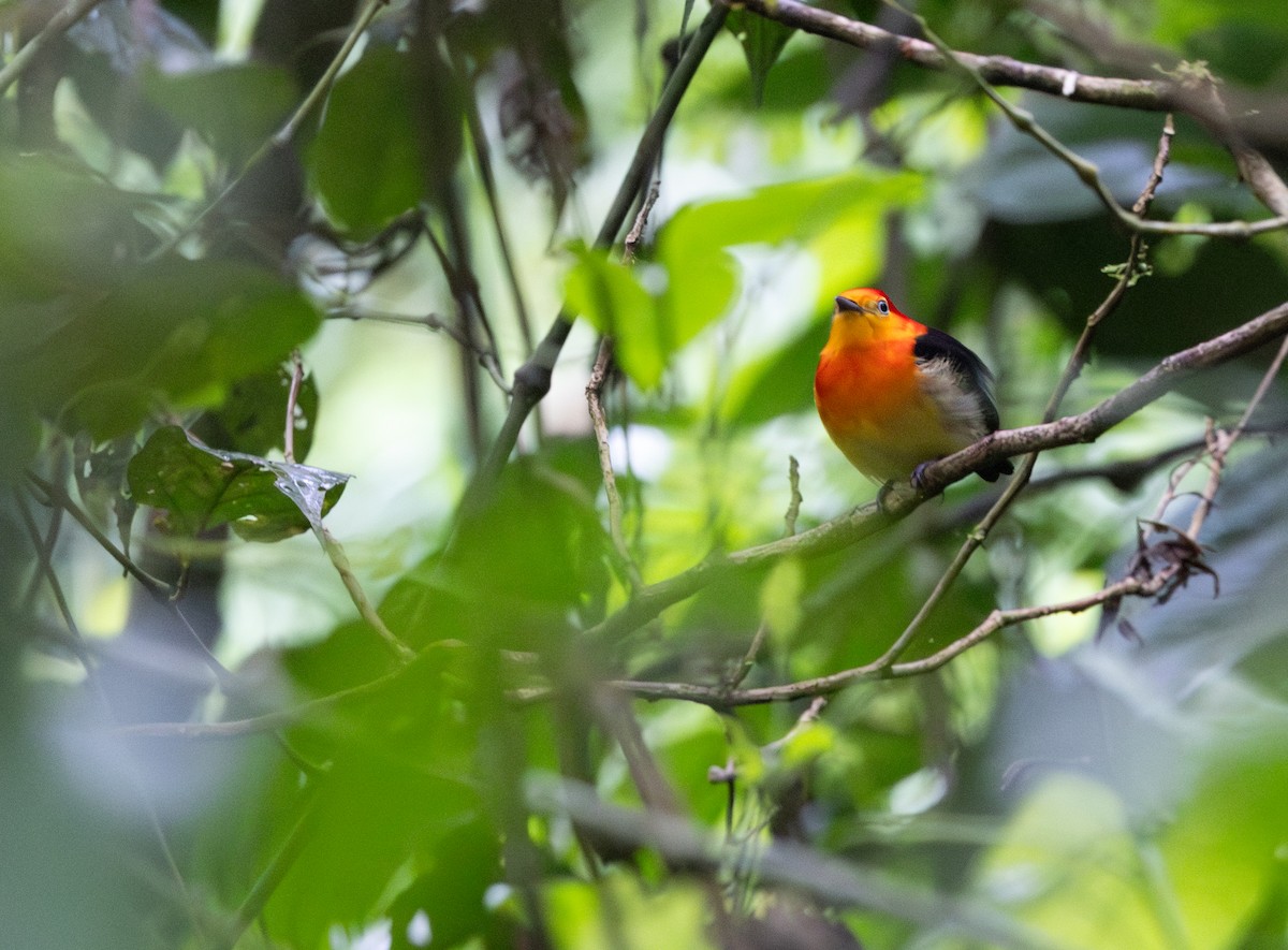 Schwanzbindenpipra - ML648738328