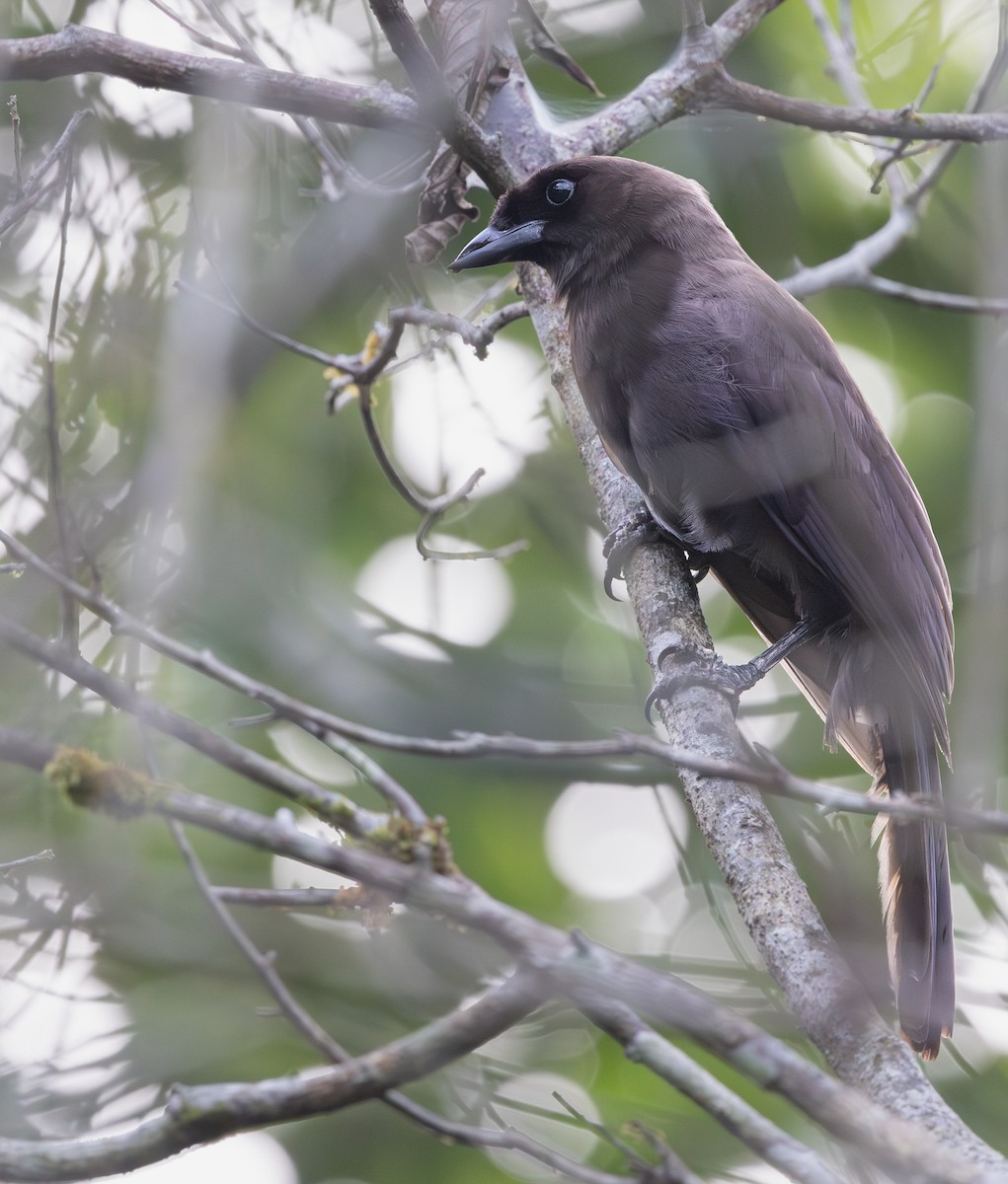 Purpurblaurabe - ML648738339