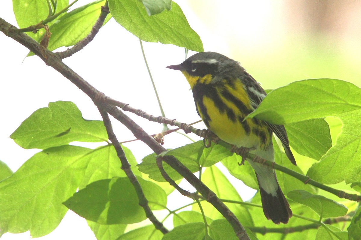 Magnolia Warbler - ML648738340