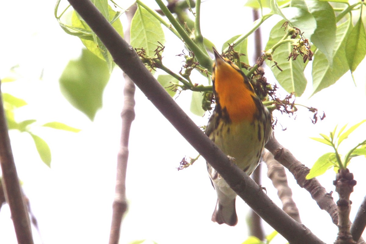 Blackburnian Warbler - ML648738344