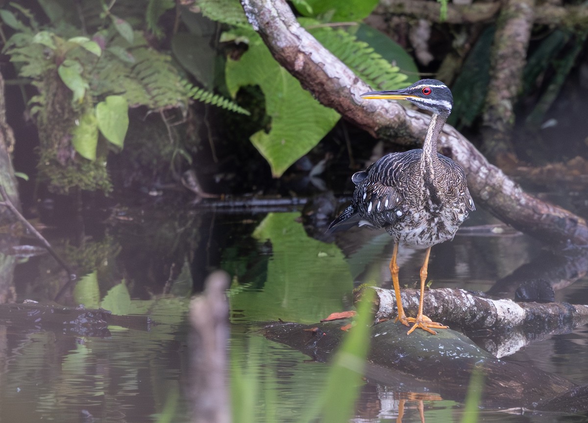 Sonnenralle - ML648738347