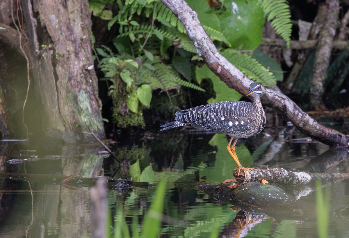 Sonnenralle - ML648738348