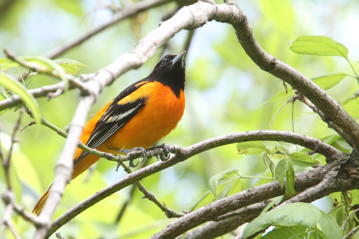 Baltimore Oriole - ML648738350