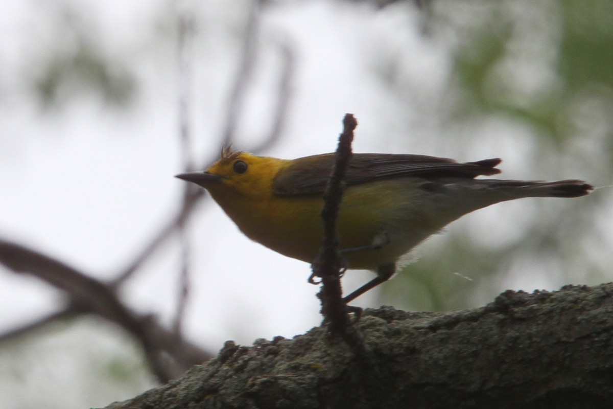 Prothonotary Warbler - ML648738354