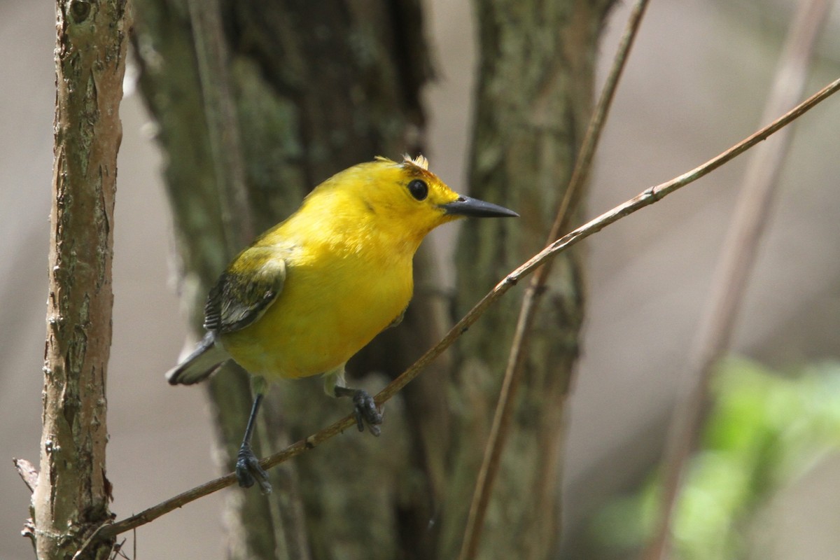 Prothonotary Warbler - ML648738355