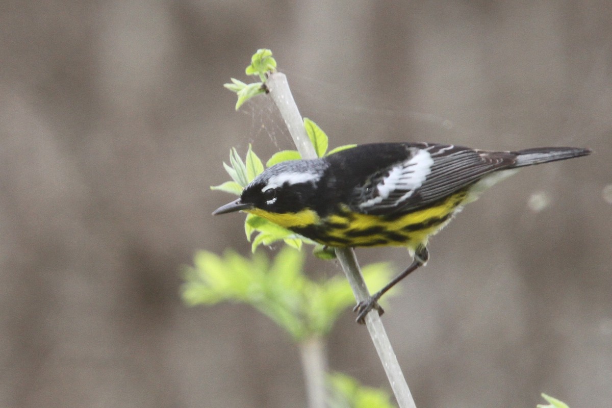 Magnolia Warbler - ML648738359