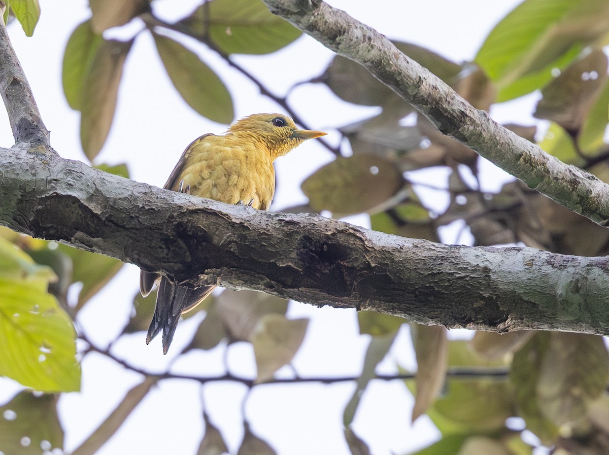 Strohspecht - ML648738368