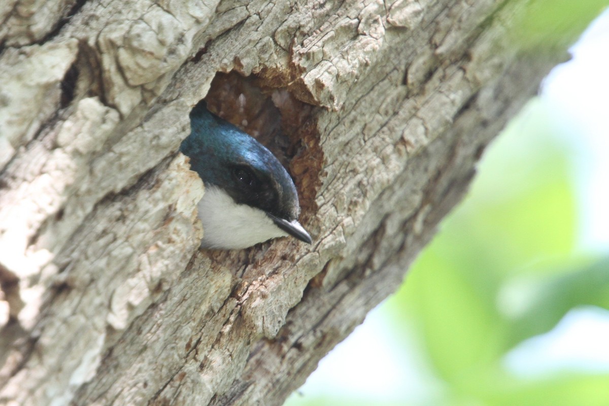 Tree Swallow - ML648738376