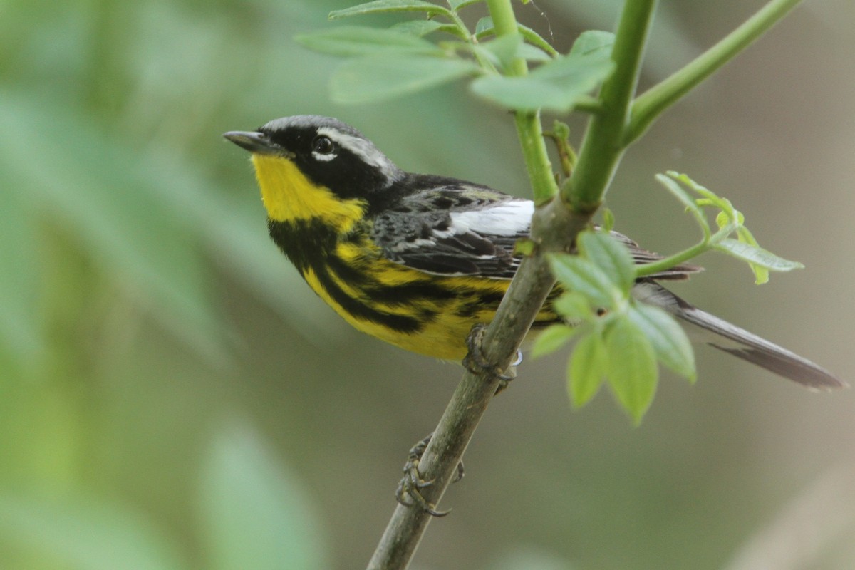 Magnolia Warbler - ML648738395