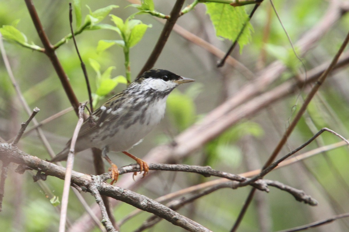 Blackpoll Warbler - ML648738400