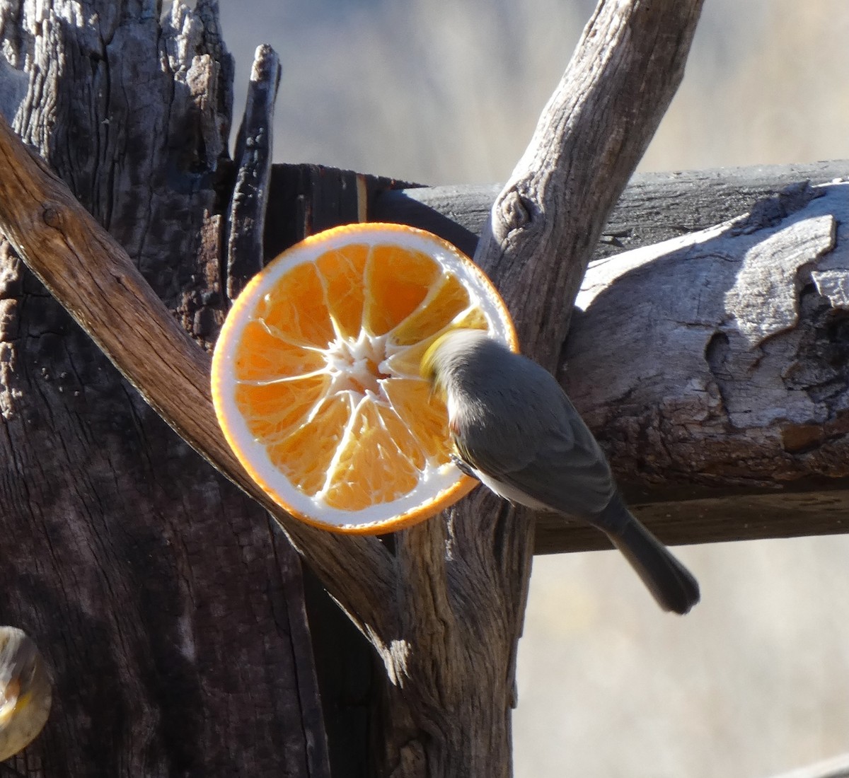 Verdin - ML648738587