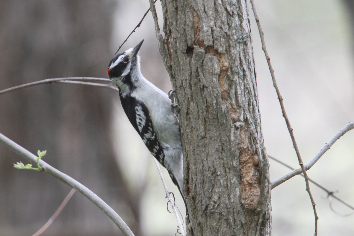 Downy Woodpecker - ML648738595