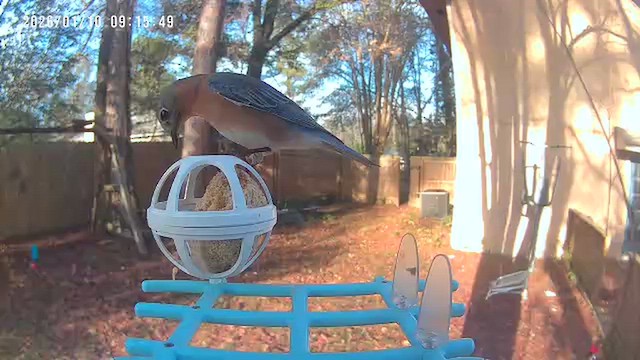 Eastern Bluebird - ML648738792