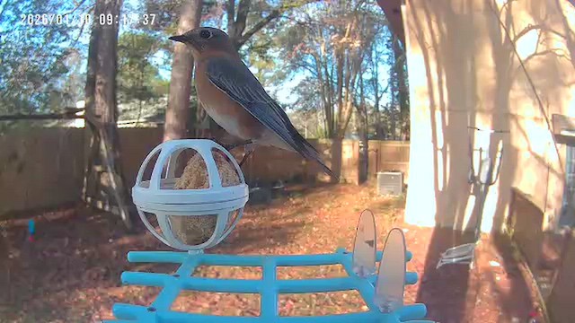 Eastern Bluebird - ML648738793