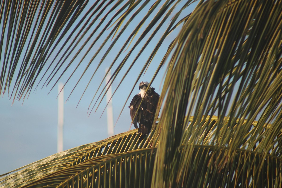 Osprey - ML648738837