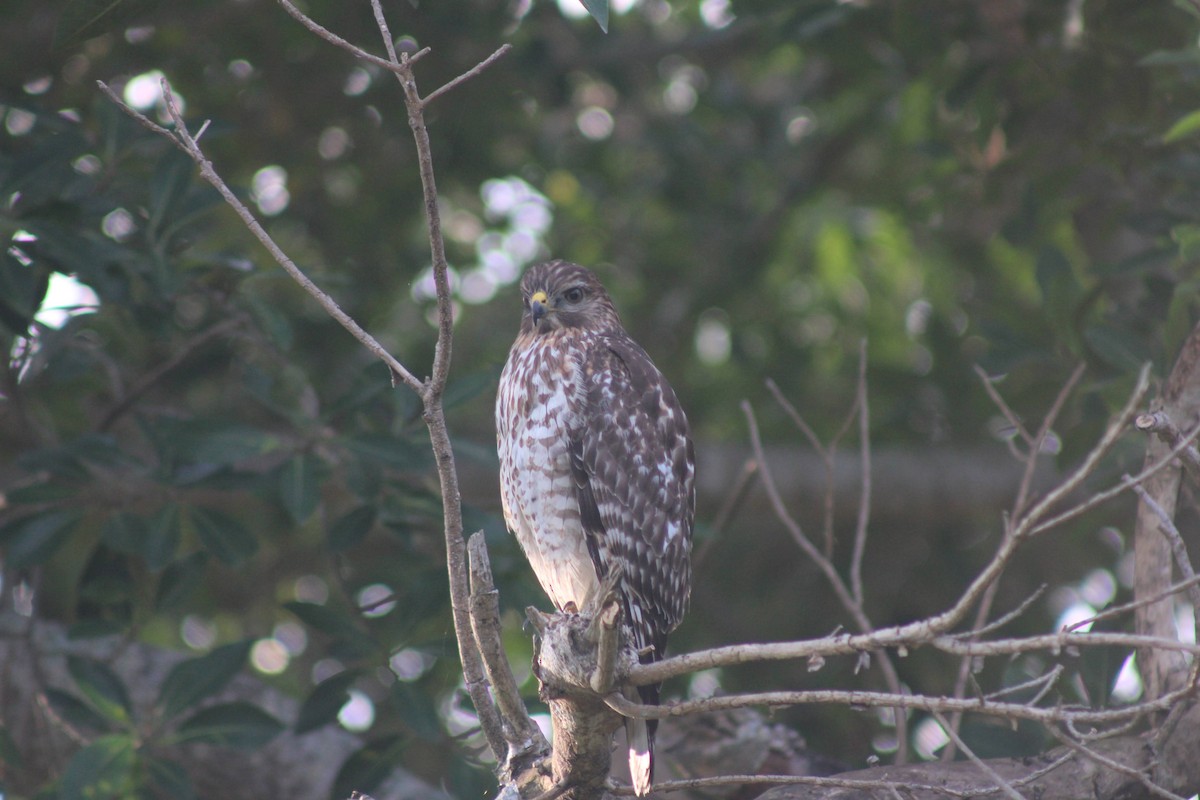 Red-shouldered Hawk - ML648738854