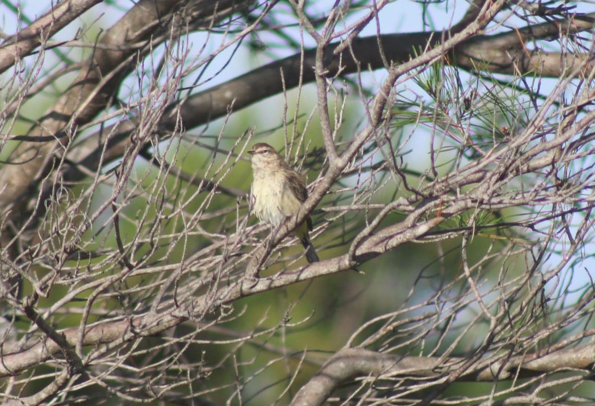 Palm Warbler - ML648738889