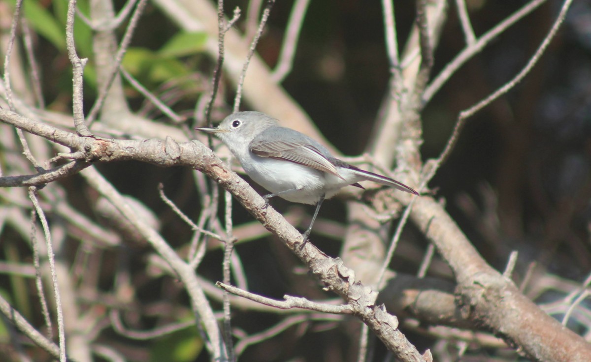 Blue-gray Gnatcatcher - ML648738935