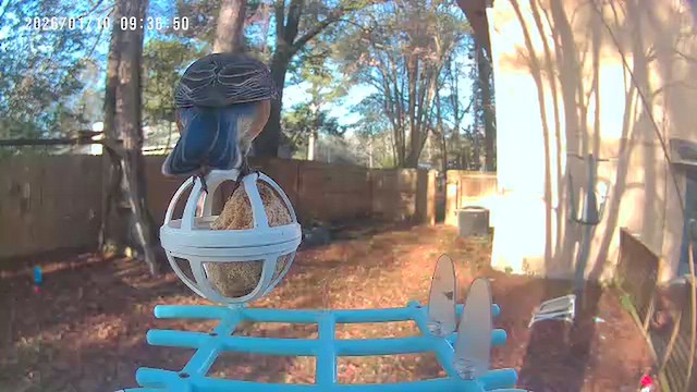 Eastern Bluebird - ML648738944