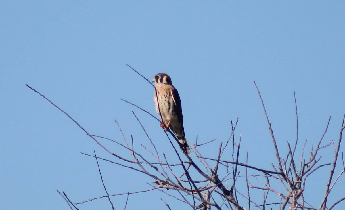 American Kestrel - ML648739034