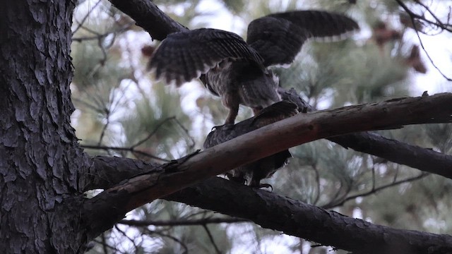 Great Horned Owl - ML648739423
