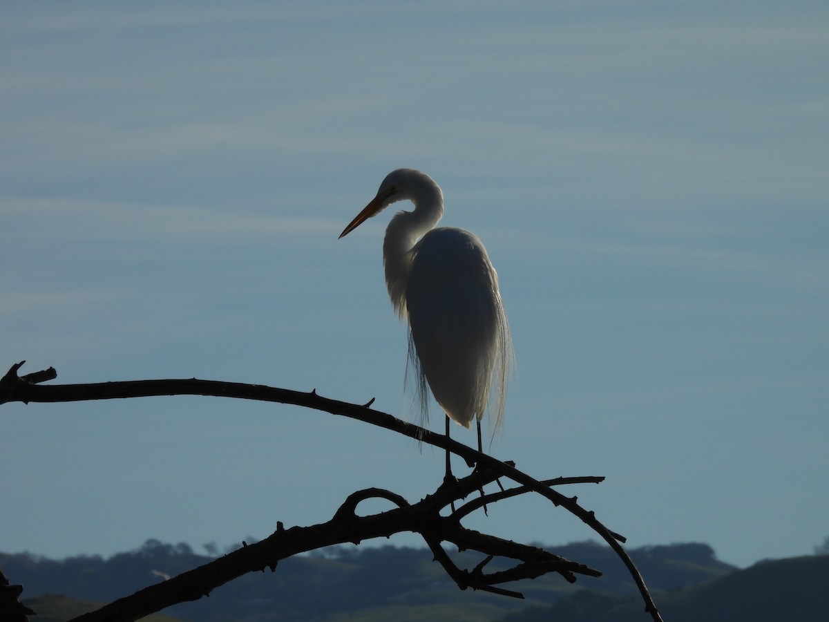 eBird Checklist - 11 Jan 2026 - Ed Levin County Park (please use a more ...