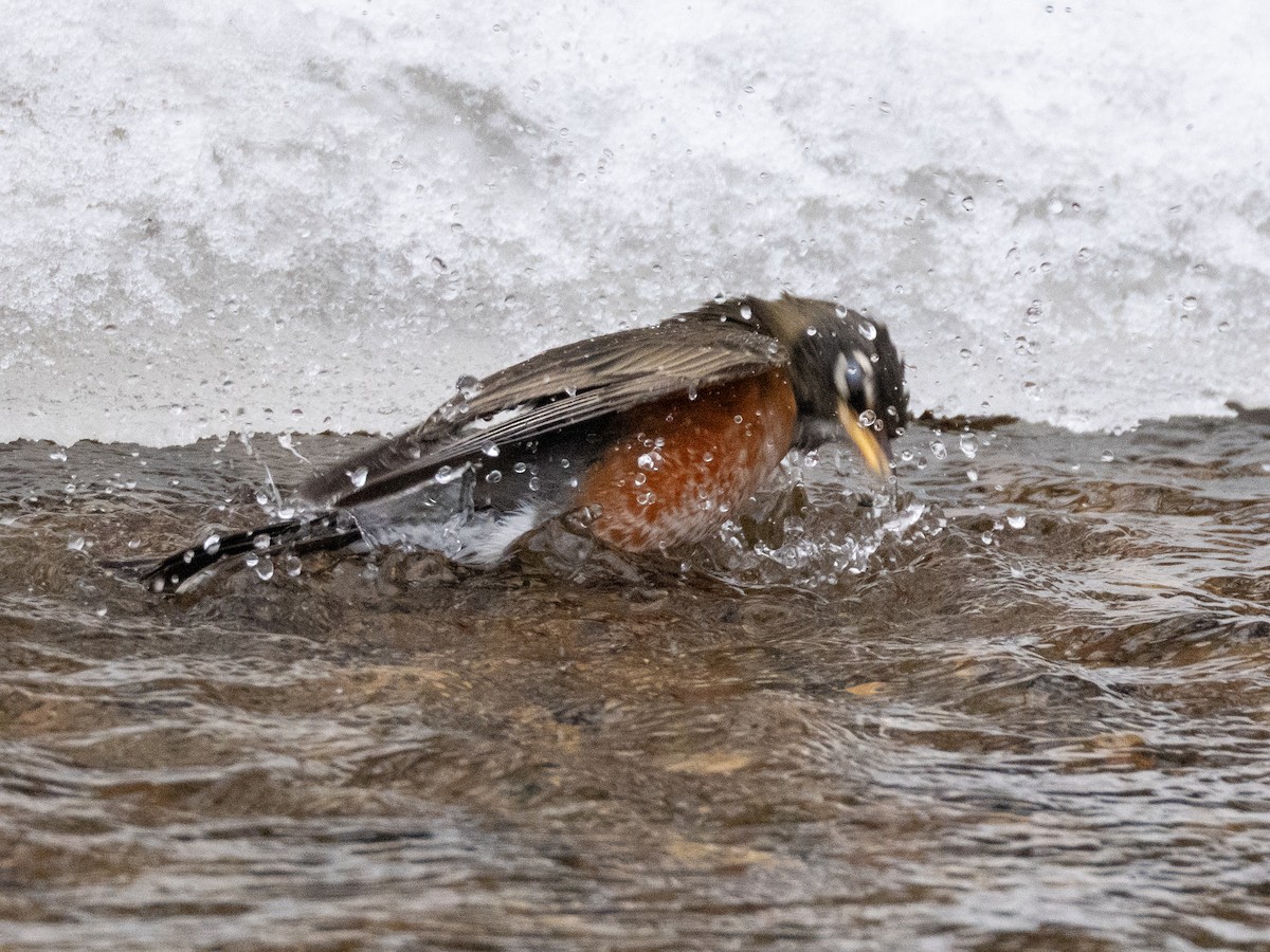Göçmen Ardıç - ML648739681