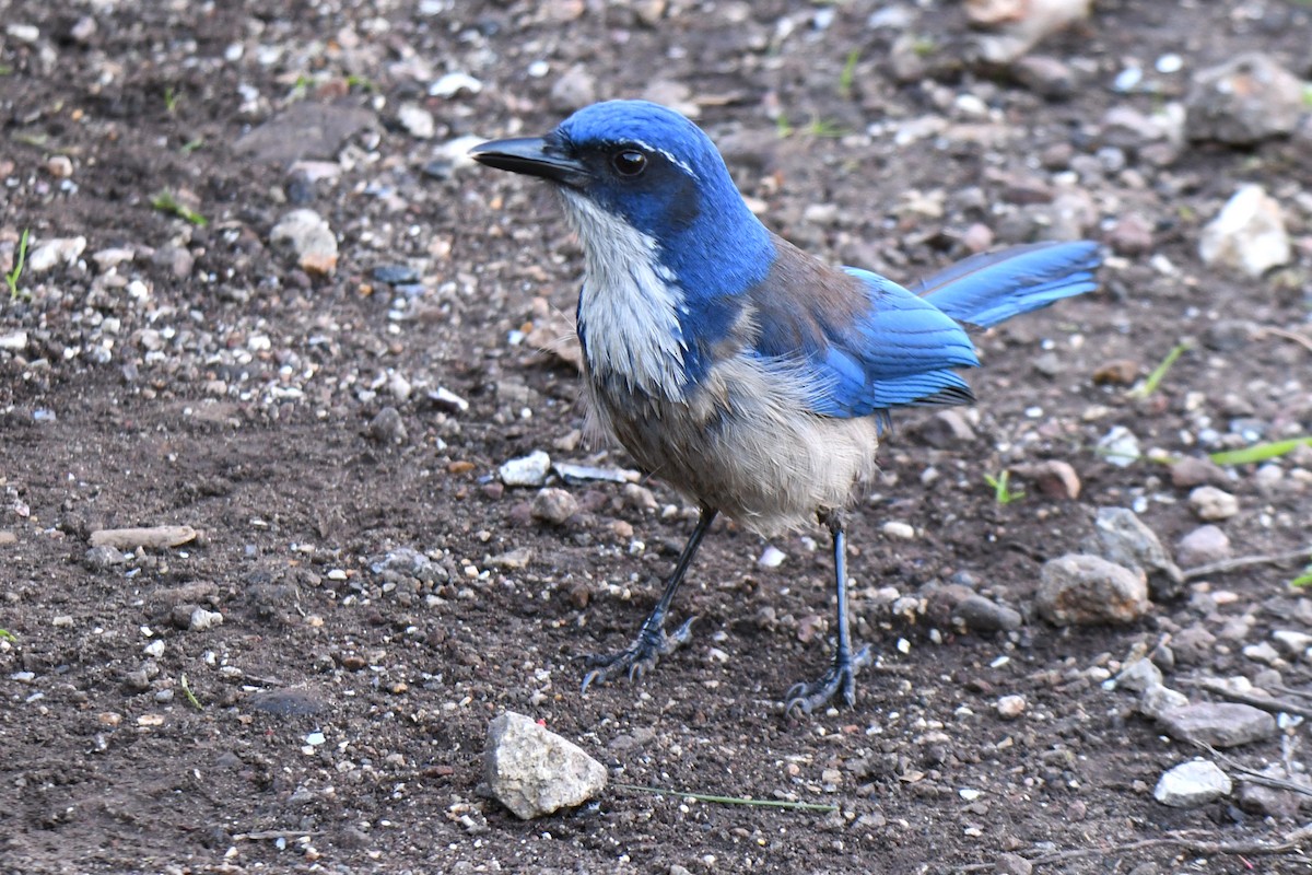 Island Scrub-Jay - ML648740452