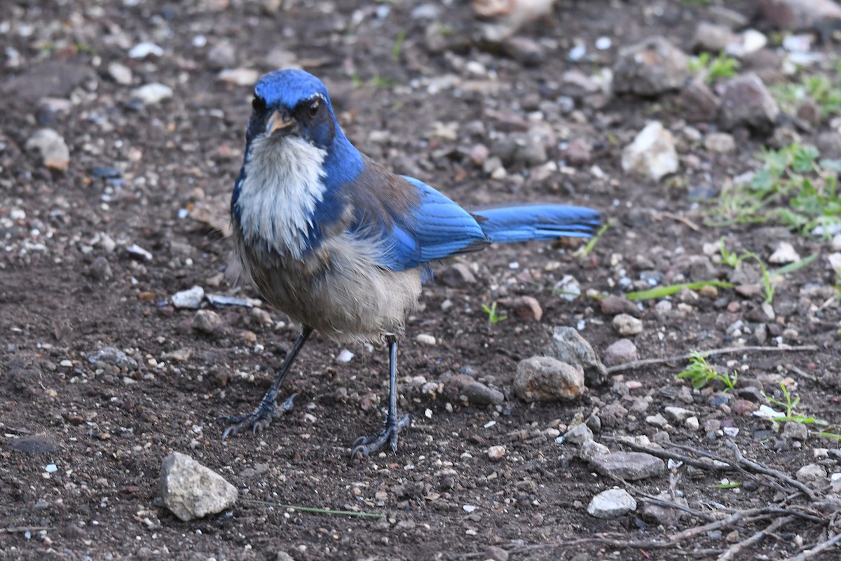 Island Scrub-Jay - ML648740453