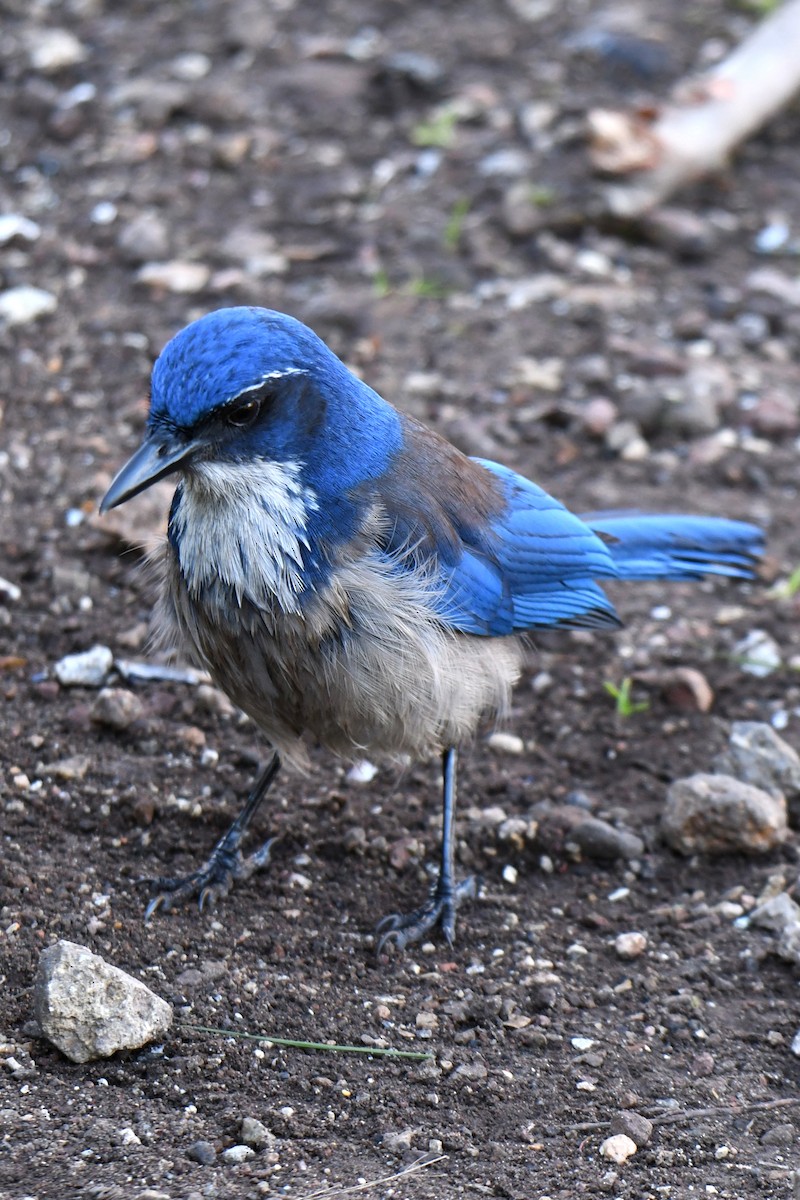 Island Scrub-Jay - ML648740454
