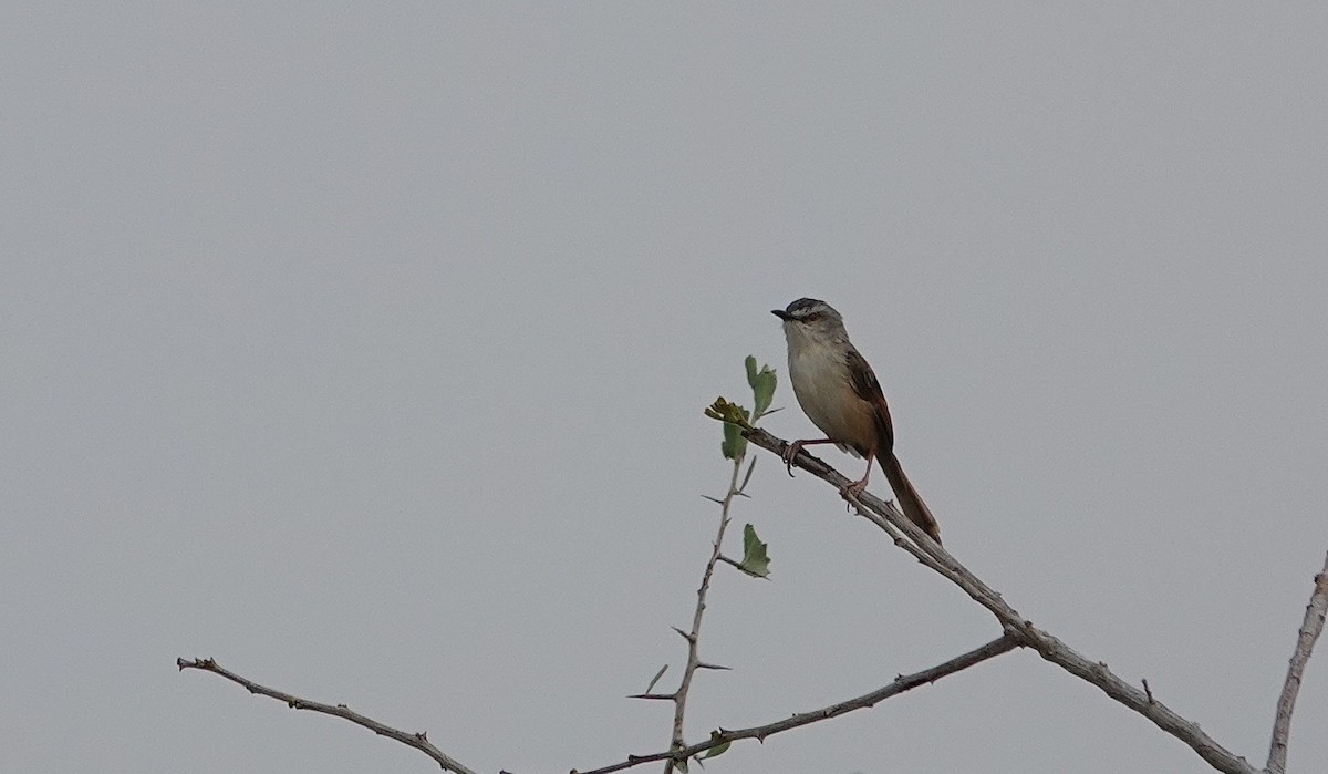 Tawny-flanked Prinia - ML648740606