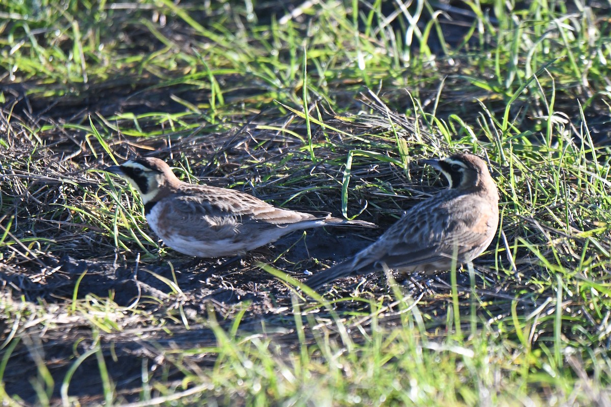 Horned Lark - ML648740623
